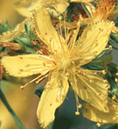 St. John's Wort: Sekilas tentang Herbal